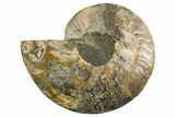 Cut & Polished Ammonite Fossil (Half) - Madagascar #336800-1